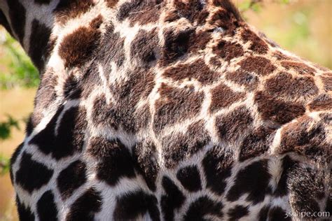 Giraffe spots Photograph - Landscape & Travel Photography for Sale by Adam Romanowicz