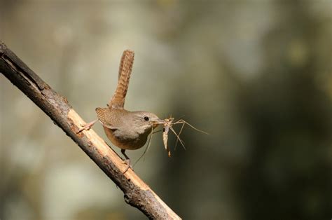 Bird Eating Insect