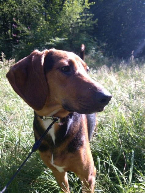 Avery Her Mom Was A Treeing Walker Hound And Her Dad Was A Redbone Coonhound Redbone