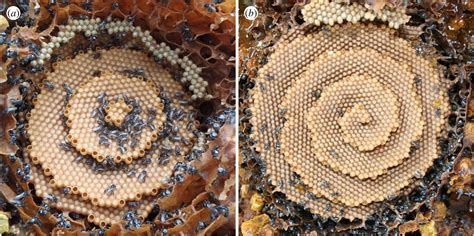 Strange Spiral Bee Combs Look Like Fantastical Crystal Palaces Now We