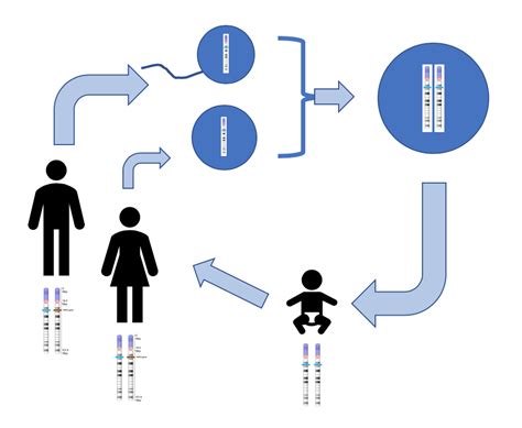 Homologous Chromosomes And Sexual Reproduction Principles Of Biology