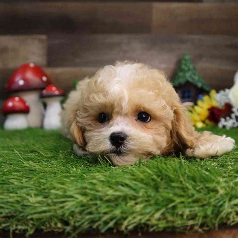 Bichon-Poo Puppies for sale - Four Paws and a Tail