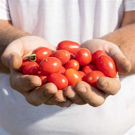 Organic Farming To Eat And Live Better Capobianco Farm