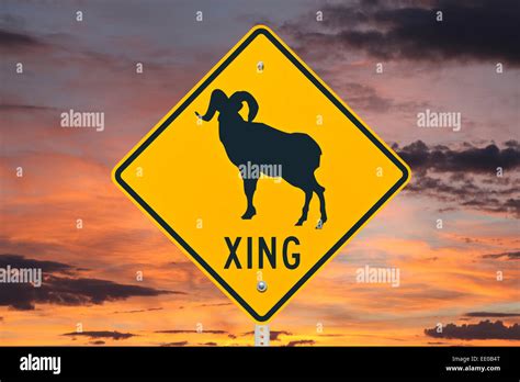 Big Horn Sheep Crossing Caution Sign With Orange Sunrise Stock Photo