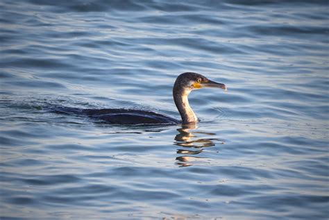 Monday 12th June 2023 Cornwall Birds CBWPS