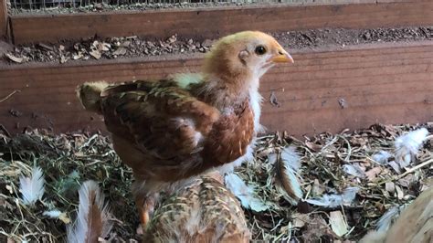 Rhode Island Red Chicks Sexing