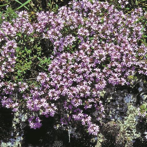 creeping thyme seeds  planting mother  thyme ground cover seed