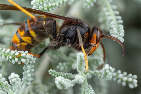 L Abeille Domestique Nest Pas La Seule Proie Du Frelon Asiatique Le