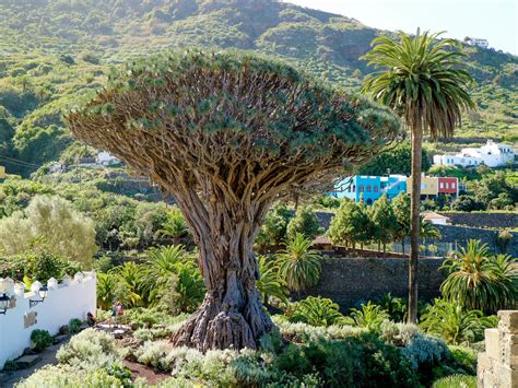 Los Gigantes Masca Garachico Icod De Los Vinos Natural Tour