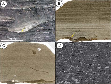 Sand And Clay Bearing Silt Rich Mudstone A Field Photograph Of Unit