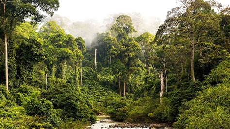 Malaysia Discovering Borneo S Wildlife And Pristine Rainforests