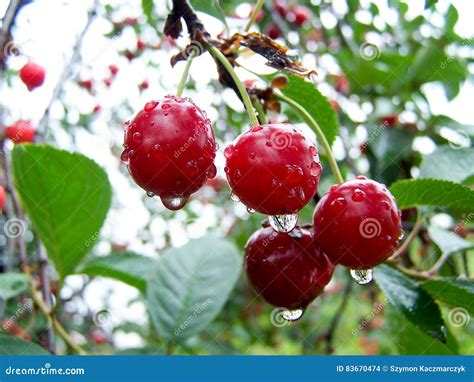 Cherries With Water Drops Cherry Tree Of Cherries Stock Photo Image