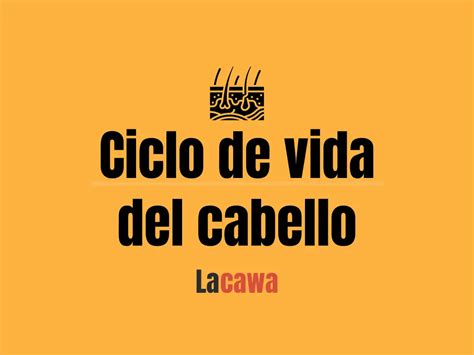 El Ciclo De Vida Del Cabello Utilizando Minoxidil Lacawa