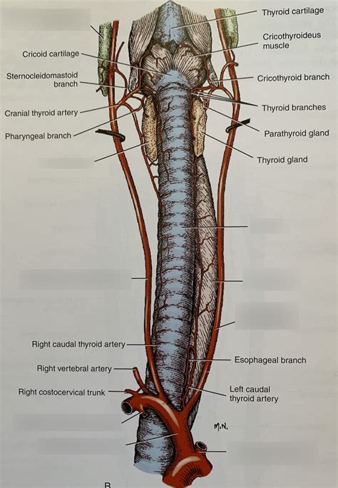 Common Carotid Arteries In Relation To Larynx And Trachea Ventral