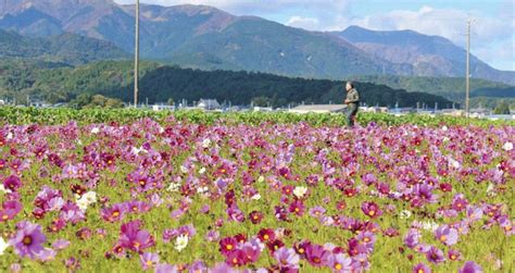 色とりどり、秋風に揺れるコスモス 菰野の畑で見ごろに：中日新聞web