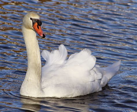 Imagens Da Vida Animal Cisne Branco Cygnus Olor