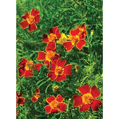 Gem Red Signet Type Marigold Seeds Ne Seed