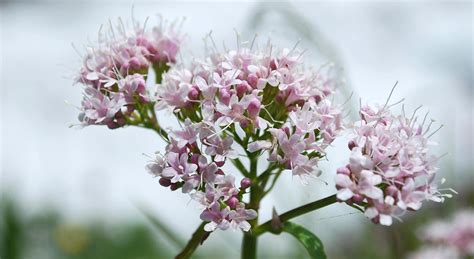140 de las flores más hermosas en italiano y flores italianas