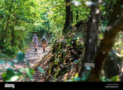 hiking in the forest background Stock Photo - Alamy