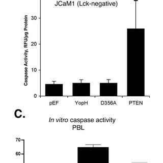 Caspase Activation By YopH A Jurkat T Cells Were Transiently