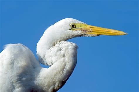 Premium Photo | Great egret closeup in its natural habitat