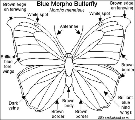 Biology of the Butterfly - The Butterfly