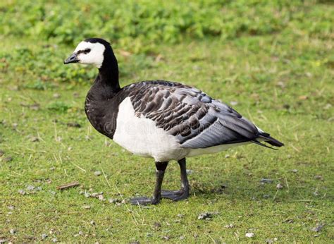 Barnacle Goose With Eggs In Nest Stock Photo - Image of bird, goose: 832860