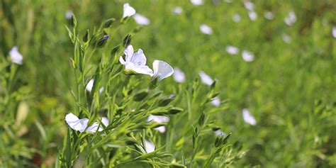 Flax - Manitoba Crop Alliance