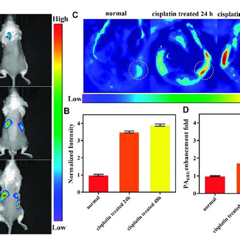 A In Vivo Imaging Of A Mouse After Treatment With Saline Or Cisplatin