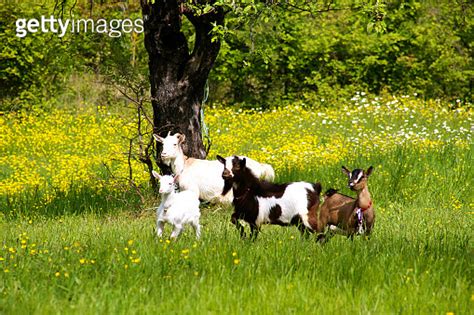 breeding of pygmy goats 이미지 (1427633974) - 게티이미지뱅크