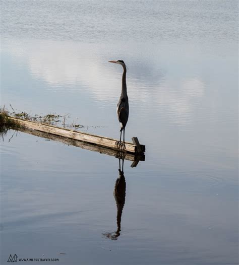 Lake Apopka Wildlife Drive: Photography Tips - Aimless Travels