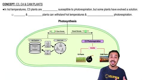 Types of Photosynthesis in Plants: C3, C4, and CAM | Pearson+ Channels