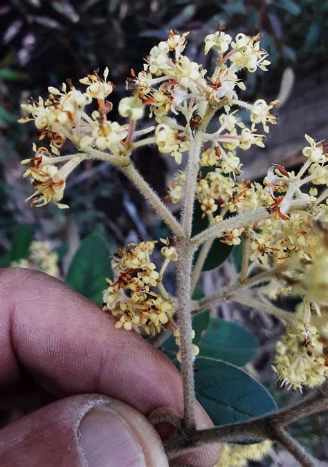 Pomaderris Wendlandiana From Wolgan Valley Nsw Australia On