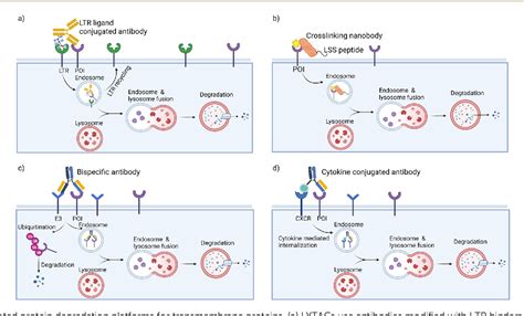 Pdf Opportunities And Challenges Of Protein Based Targeted Protein Degradation Semantic Scholar