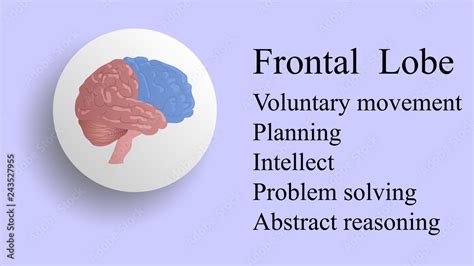 Frontal lobe vector. Brain lobes vector illustration. Human brain ...