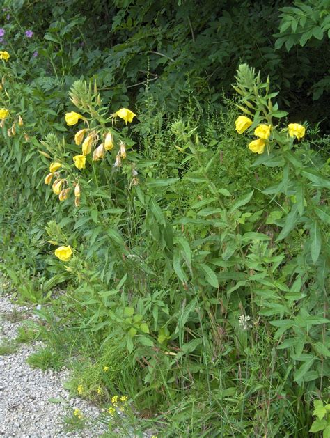 Gew Hnliche Nachtkerze Oenothera Biennis Beschreibung Steckbrief Systematik