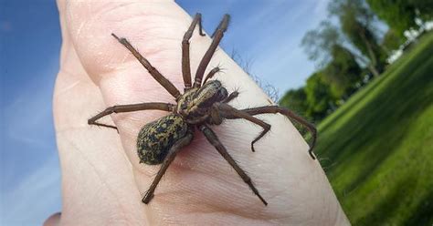 Giant House Spider Tegenaria Duellica Album On Imgur