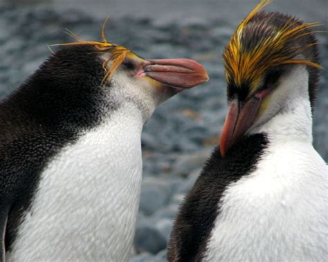 Royal Penguins: Facts, Diet, Habitat & Pictures