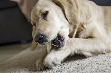 愛犬が噛みつく本当の理由とは？犬が噛む理由別に紹介！ ワンちゃんとともに