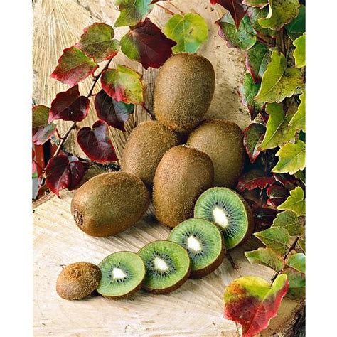 Kiwi Actinidia Deliciosa Femelle Hayward Graines Baumaux