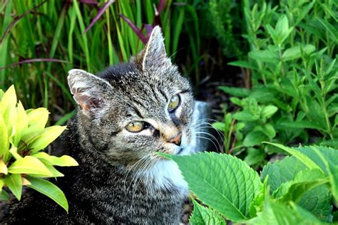 Eosinophiles Granulom Bei Katzen Tierheilpraxis Elisabeth Caspers