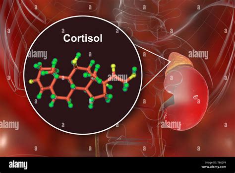 Hormona Cortisol Molécula Y La Glándula Suprarrenal Ilustración