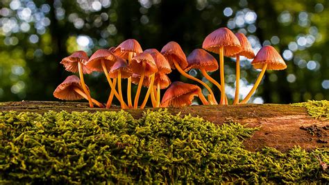 Mycorrhizal Fungi: The Unsung Heroes of Tree Care - Leaf & Limb