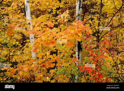 Forest Scene In The Fall With Colorful Trees In Mont Tremblant National