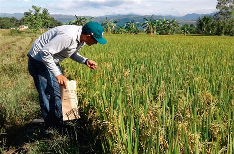 Siembra De Arroz Se Redujo En Primer Semestre En El Cesar Semanario