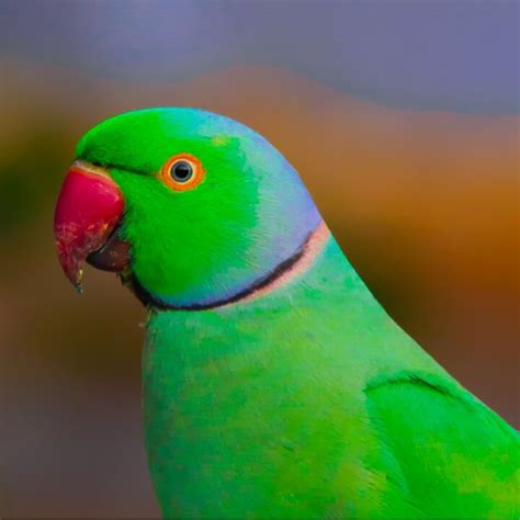 Rose Ringed Parakeet Health Personality Colors And Sounds Petguide