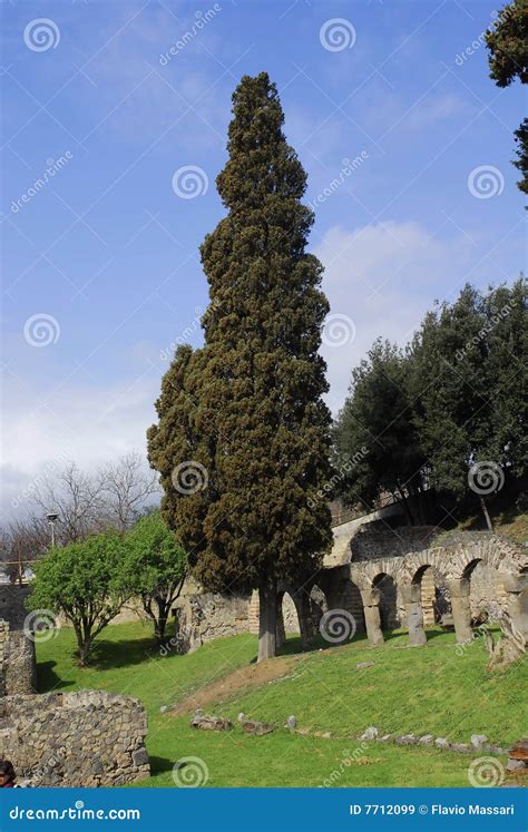 Cypress Em Pompeia Imagem De Stock Imagem De Arqueologia