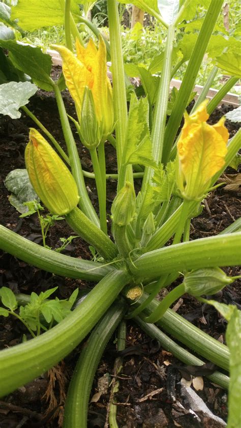 Courgette plant, coming along nicely. : r/vegetablegardening