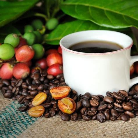 What makes the best Kona coffee Hawaii so exclusive? | Hawaiian coffee