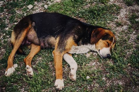 A Lonely Dog In Garden Stock Photo Image Of Friend Park 12764208